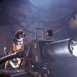 Foto Como Cães e Gatos