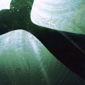 Foto Encantadora de Baleias