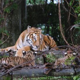 Foto Era Uma Vez Dois Irmãos