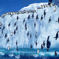 Foto Happy Feet - O Pinguim