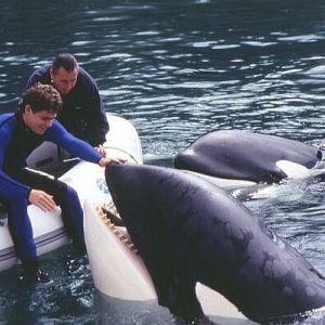 Foto Free Willy 3 - O Resgate