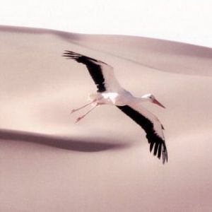 Foto Migração Alada