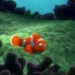 Foto Procurando Nemo
