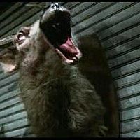 Foto Uma Noite Alucinante 2