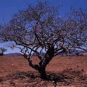 Foto Viajo Porque Preciso, Volto Porque Te Amo