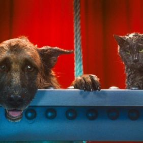 Foto Como Cães e Gatos 2 - A Vingança de Kitty Galore