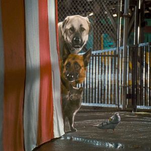 Foto Como Cães e Gatos 2 - A Vingança de Kitty Galore