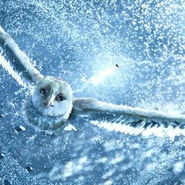 Foto A Lenda dos Guardiões