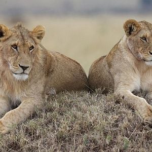 Foto Reino dos Felinos