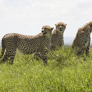 Foto Reino dos Felinos