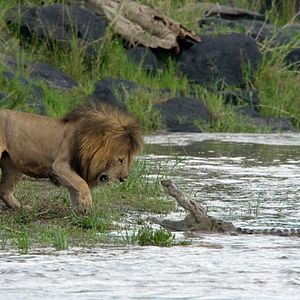 Foto Reino dos Felinos