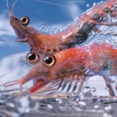 Foto Happy Feet 2 - O Pinguim