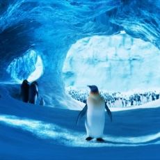 Foto Happy Feet 2 - O Pinguim
