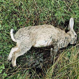 Foto O Morro dos Ventos Uivantes
