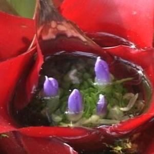 Foto O Cinema É Meu Jardim