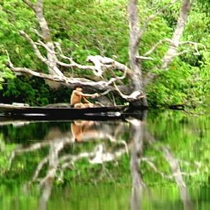 Foto Tamboro - Para Todos Sem Exceção