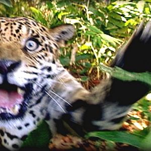 Foto Tamboro - Para Todos Sem Exceção