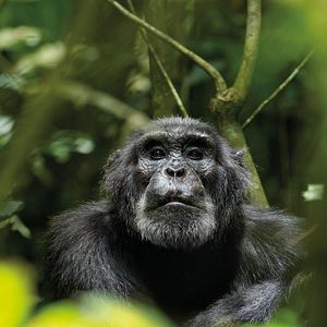 Foto Chimpanzés