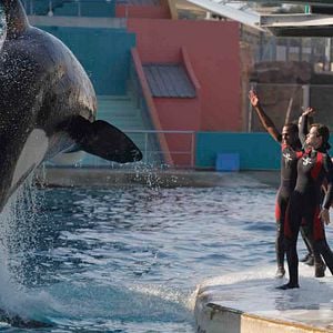 Foto Ferrugem e Osso