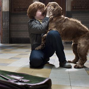 Foto Cão que Ladra não Morde