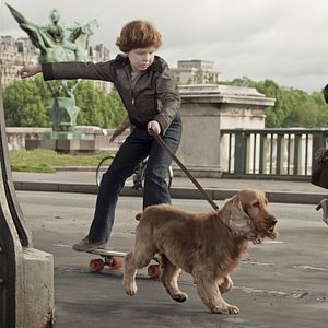 Foto Cão que Ladra não Morde