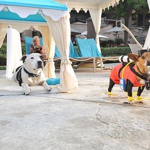 Foto Perdido Pra Cachorro 3