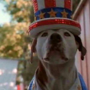 Foto O Príncipe E o Vira-Lata