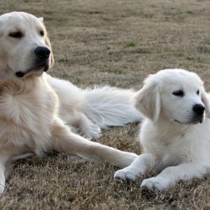 Foto As Aventuras de Bailey