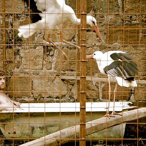 Foto Harry Treadaway