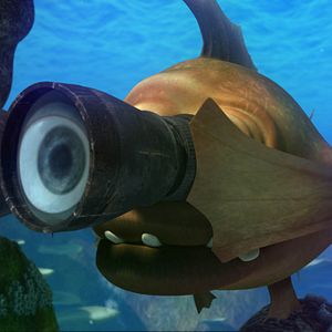 Foto O Mar Não Está Prá Peixe: Tubarões à Vista