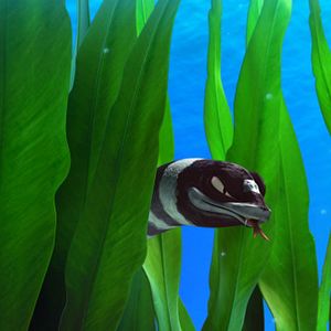 Foto O Mar Não Está Prá Peixe: Tubarões à Vista