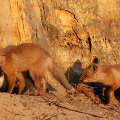 Foto Le renard et l'enfant