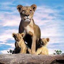 Foto Suki - A Rainha Da Selva