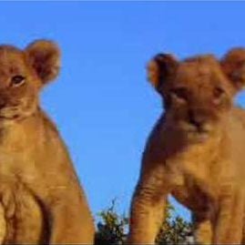 Foto Suki - A Rainha Da Selva