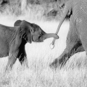 Foto O Elefantinho de Coração Valente
