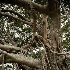 Foto Nijirô Murakami