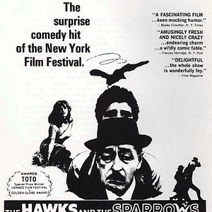 Foto Gaviões e Passarinhos