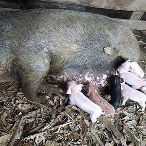 Foto Oração do Amor Selvagem