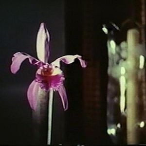 Foto A Mulher do Desejo