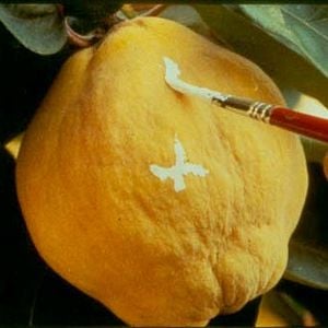 Foto O Sol de Marmelo