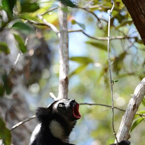 Foto Ilha dos Lêmures - Madagascar