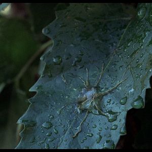 Foto Os Invasores de Corpos