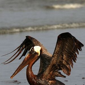 Foto The Great Invisible