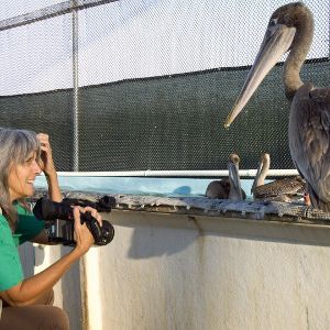 Foto Pelican Dreams