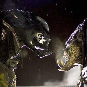 Foto Predador Ártico