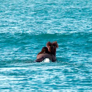 Foto Cavalos e Homens