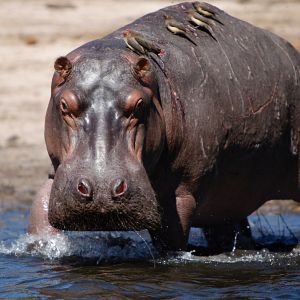 Foto Safári na África