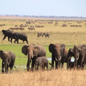 Foto Safári na África