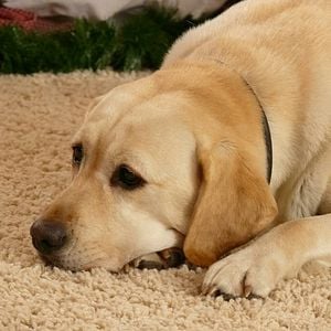 Foto O Cachorro que Salvou as Festas