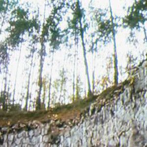 Foto Out of the Forest